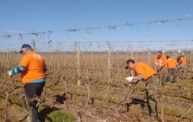 Poda, concurso & herramientas en Argentina: una experiencia en la vid por BAHCO